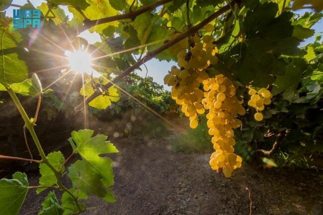 مدير فرع وزارة البيئة والمياه والزراعة بالقصيم يتفقد مشروعات العنب