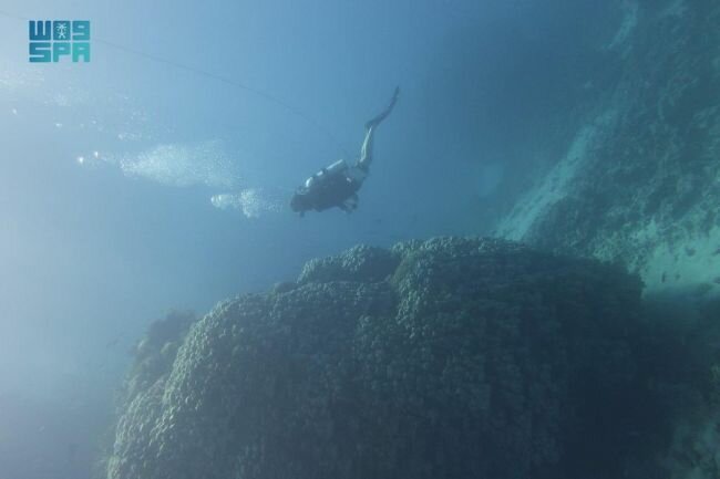 اكتشاف مستعمرة مرجانية ضخمة في جزيرة " الوقادي " يعود عمرها لـ 600 عام