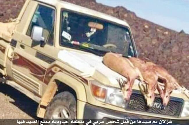 القبض على مواطن بحوزته غزالين من نوع (الريم) المهدد بالانقراض في القصيم