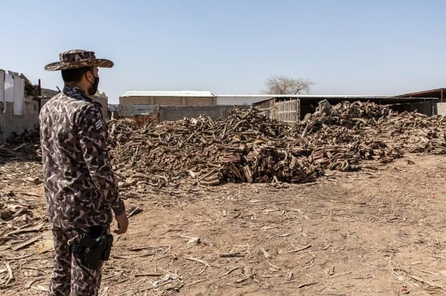 الأمن البيئي تضبط مخالفًا لنظام البيئة بحوزته 49.5 مترا مكعبا من الحطب المحلي بالرياض