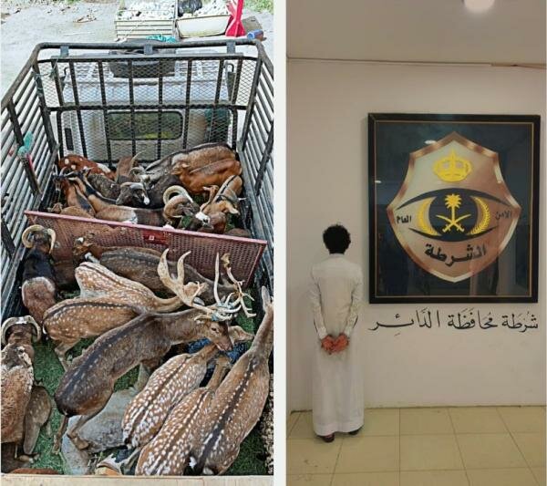 ضبط مقيم في جازان بحوزته وعول وغزلان مهربة من خارج المملكة