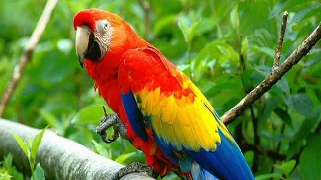 توضيح من الزكاة بشأن دخول طائر البغبغاء للمملكة