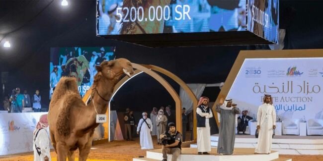 أكثر من 3 ملايين ريال حصيلة مهرجان العقيلات لمزاد الإبل بالقصيم