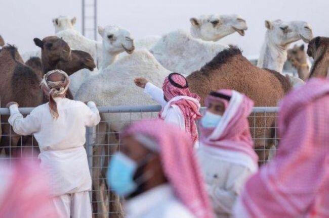 أكثر من 32 مليون ريال حصيلة مهرجان العقيلات لمزاد الإبل بالقصيم