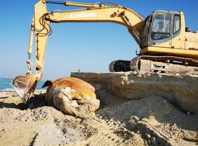 أول تعليق من الحياة الفطرية بشأن من دفن الحوت النافق بشاطئ رأس تنورة