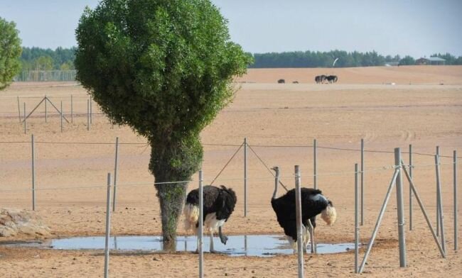 "رياض سفاري" تجمع الطيور والحيوانات النادرة في موسم الرياض 2021