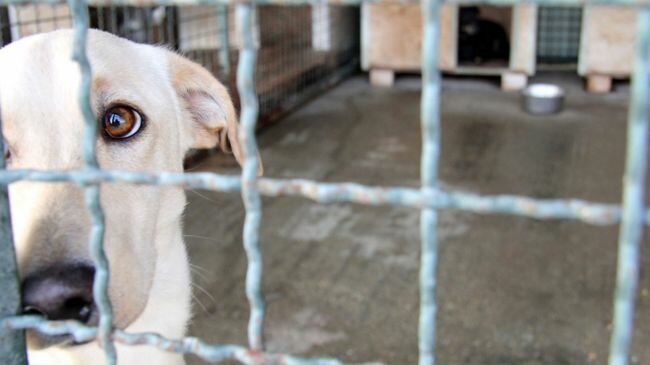 البيئة : فرض 50 ألف ريال غرامات مالية على مخالفي نظام الرفق بالحيوان في 5 مناطق البيئة : فرض 50 ألف ريال غرامات مالية على مخالفي نظام الرفق بالحيوان في 5 مناطق