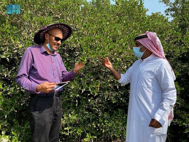 الفاو يطلع على مبادرة إنتاج العسل من أشجار المانجروف