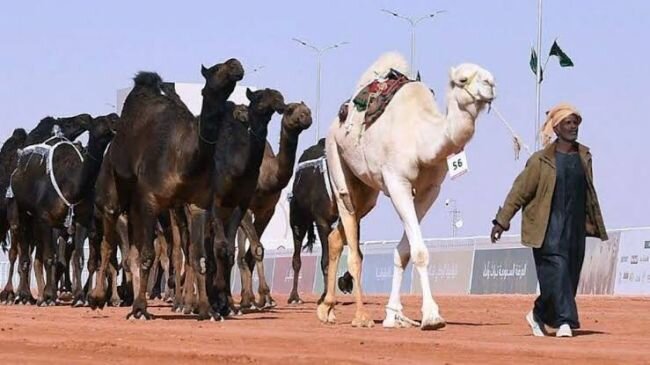 المملكة تستعد لاحتضان أكبر مهرجانات الإبل في العالم